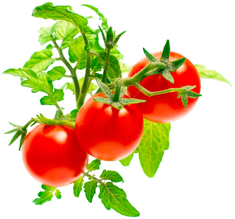 Semienka Click and Grow Mini paradajky - 3 ks